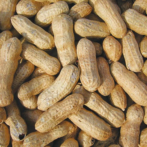 Cole's Whole Peanuts Bird Seed
