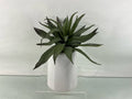 Crate & Barrel Plant