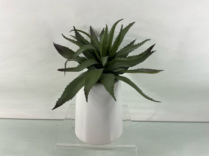 Crate & Barrel Plant