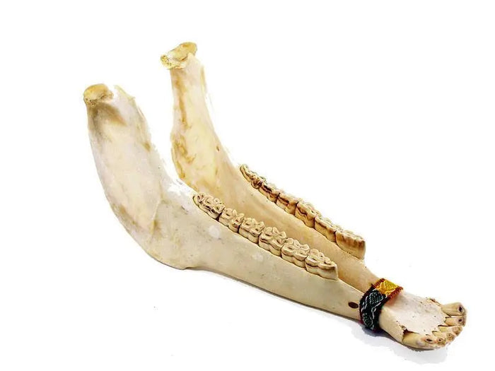 Donkey Jaw Bone Rattle, Quijada Shakers, Maracas & Rattles Lark in the Morning