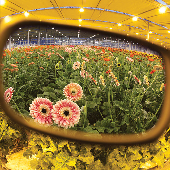 Method Seven Evolution HPSx Transition Grow Glasses