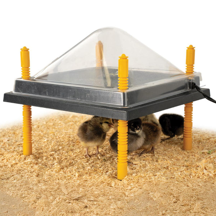 Strombergs Comfort Chick Brooders