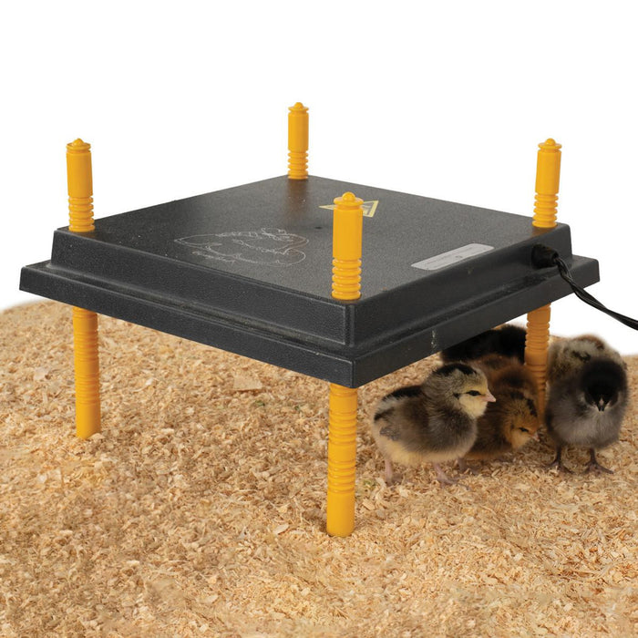 Strombergs Comfort Chick Brooders